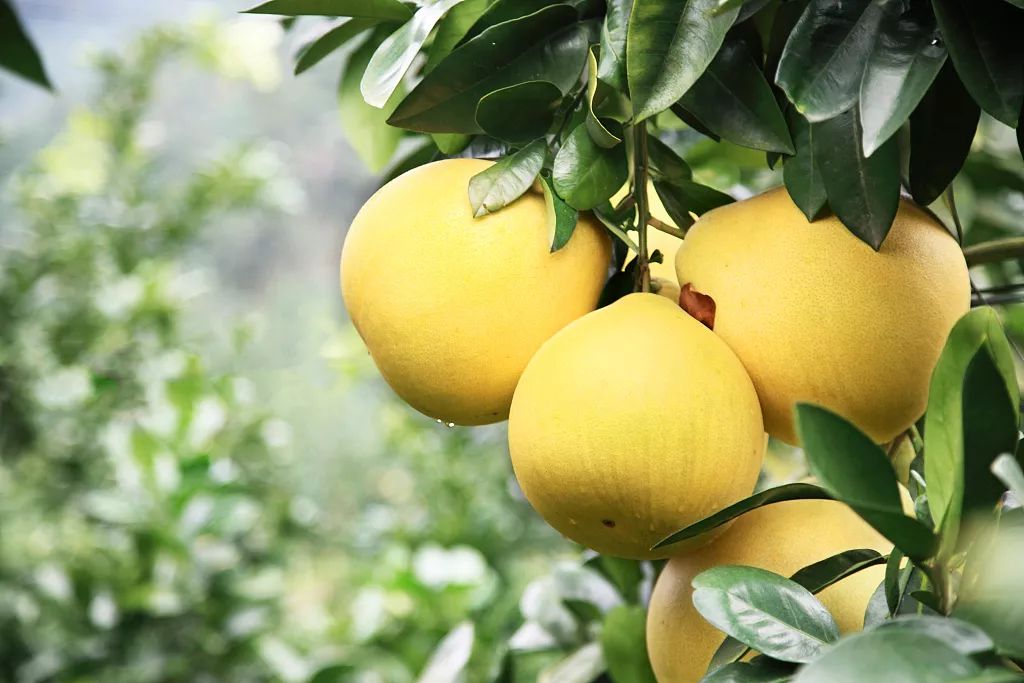 今年廣東梅州柚子情況如何？